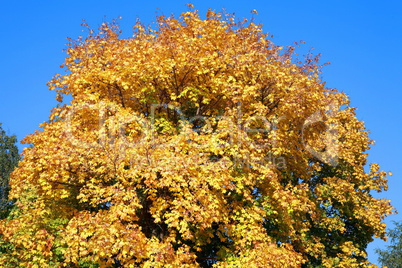 yellow maple tree