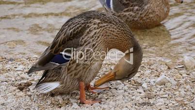 mallard in pond cleaning plumage close slow motion 11680