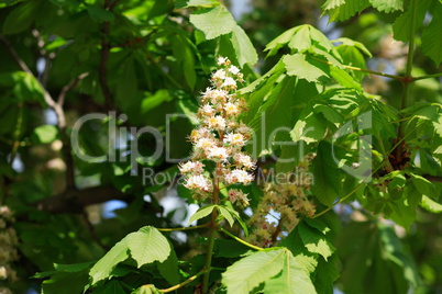 chestnut at spring