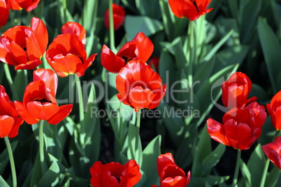 red tulip at spring