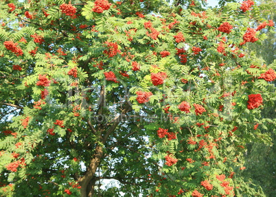 ashberry with leafs