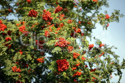 ashberry with leafs