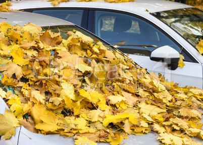 Herbstlaub auf parkenden Autos