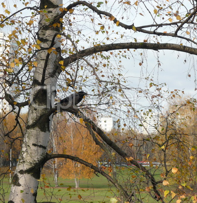 crow on birch