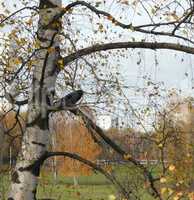crow on birch