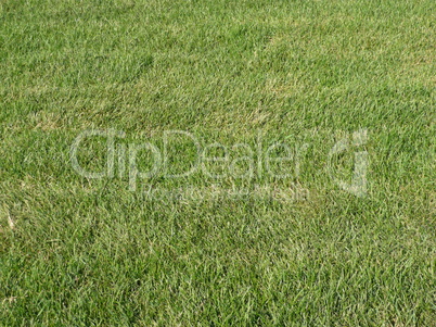 green grass for background