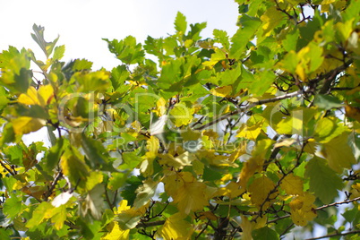 green leafs on sky background