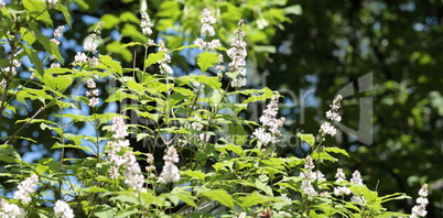 lilac at spring