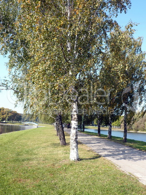 birch alley at autumn