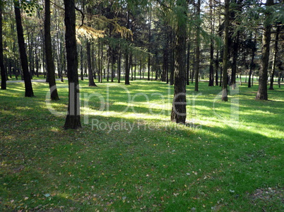 coniferous forest