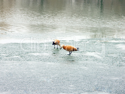 two geese on ice