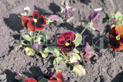 Red Viola at Spring