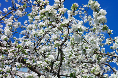 Apple Flower at Spring