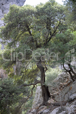 Baum in der Kritsa-Schlucht