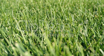 green grass green grass