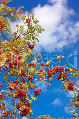 ashberry at dry sunny day