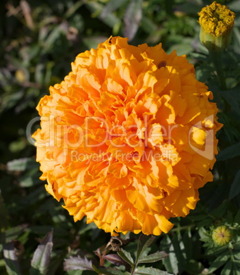 Yellow Flowers