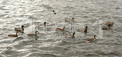 ducks on water