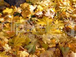 yellow maple carpet