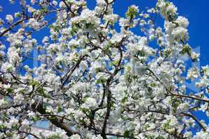 Apple Flower at Spring