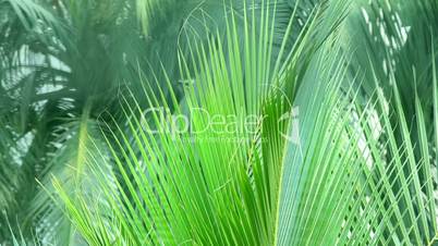 Coconut Palm Leaves