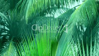 Coconut Palm Leaves