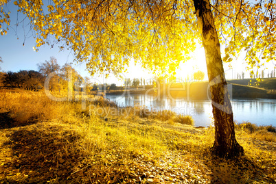 Bright autumn at sunrise