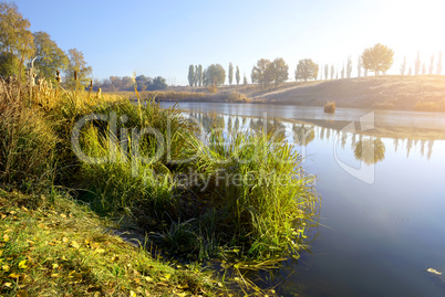 Reeds on autumn river