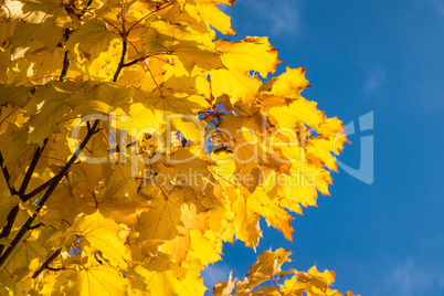 Herbstlich gefärbte Bäume