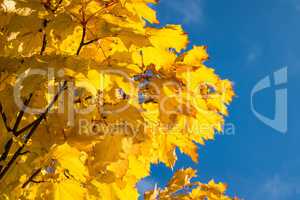 Herbstlich gefärbte Bäume