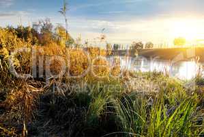 Dry grass on river