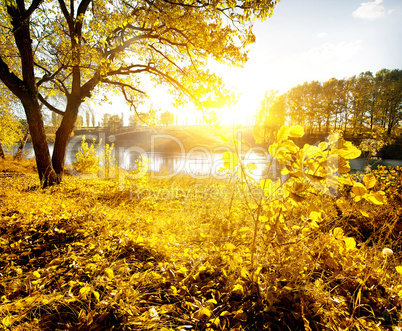 Yellow leaves and river