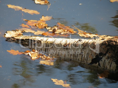 Birkenstamm im Wasser