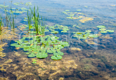 Shallow pond with algae and lily pads