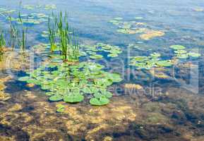 Shallow pond with algae and lily pads