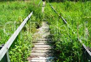 Overgrown long wooden boardwalk