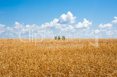 Yellow wheat field horizon with clouds and isolated plants