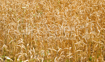 Wheat field stalks and seeds background