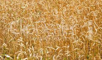 Wheat field stalks and seeds background