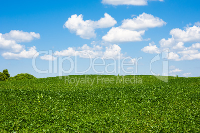 Rolling farm field horizon under cumulus clouds