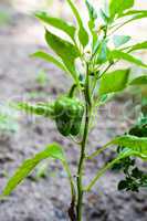 Single green bell pepper on plant