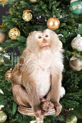 Little Monkey And The New Year's Tree