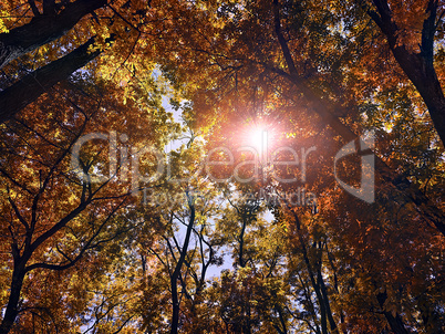 sun shines through the trees in the autum forest