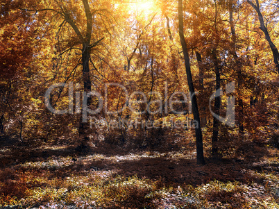 small clearing in the autum forest lit by the sun