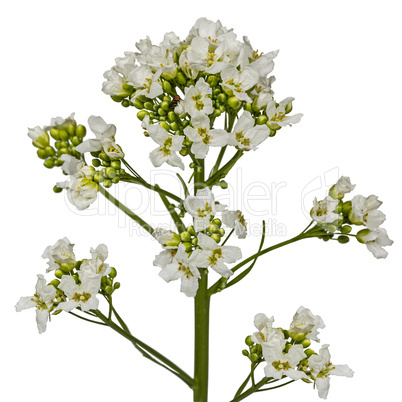 Flower horseradish (Armoracia P. Gaertn), isolated on white back