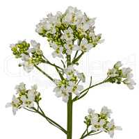 Flower horseradish (Armoracia P. Gaertn), isolated on white back