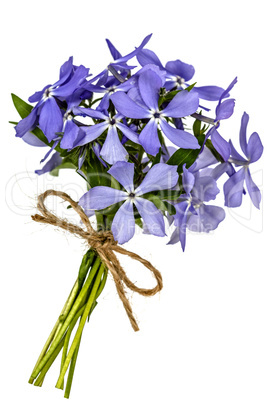 Bouquet from flowers phlox, isolated on white background