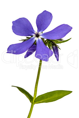 Flower phlox, isolated on white background