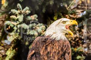 Bald Eagle Screeches in Warning