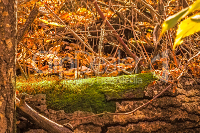 Fallen Log Covered in Moss